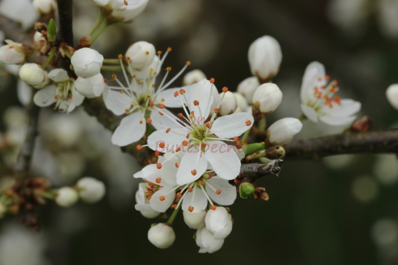 Bildla Nummä 008.jpg