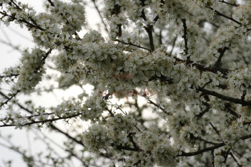 Bildla Nummä 009.jpg