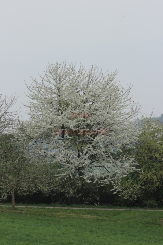 Bildla Nummä 010.jpg