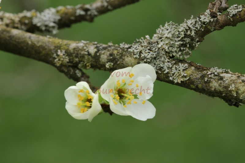 Bildla Nummä 012.jpg