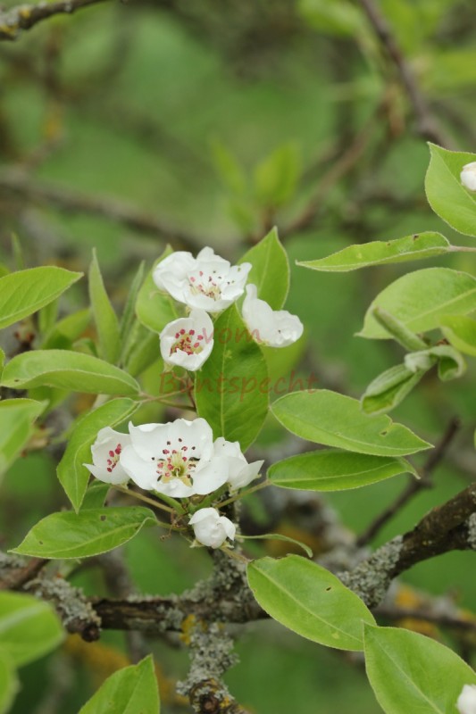 Bildla Nummä 013.jpg