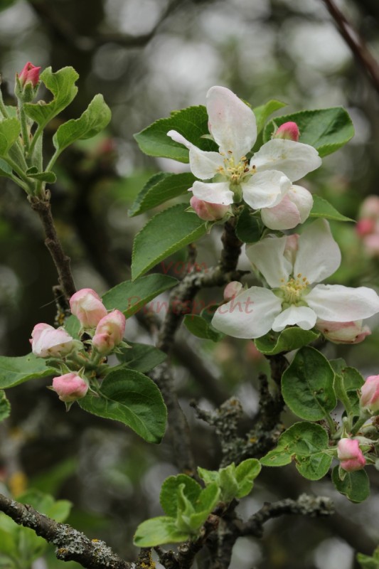 Bildla Nummä 014.jpg