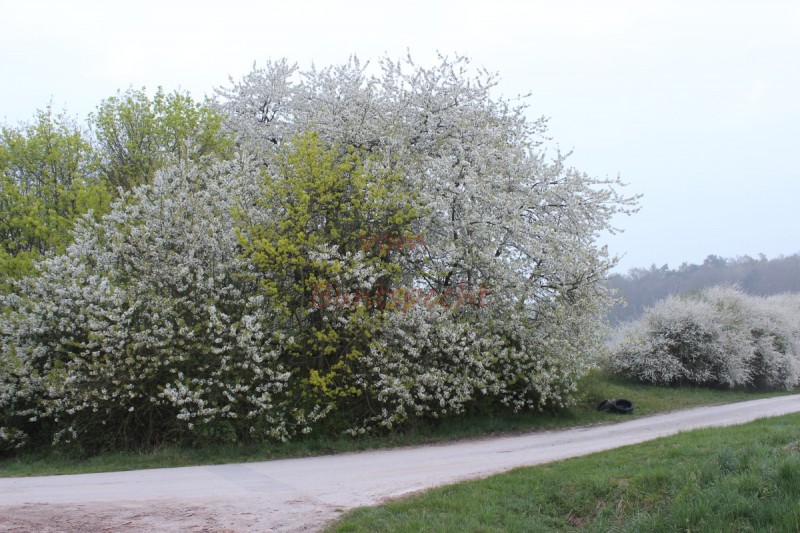 Bildla Nummära 001.jpg