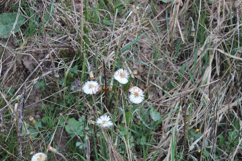 Bildla Nummära 003.jpg