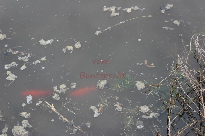 Bildla Nummära 006.jpg