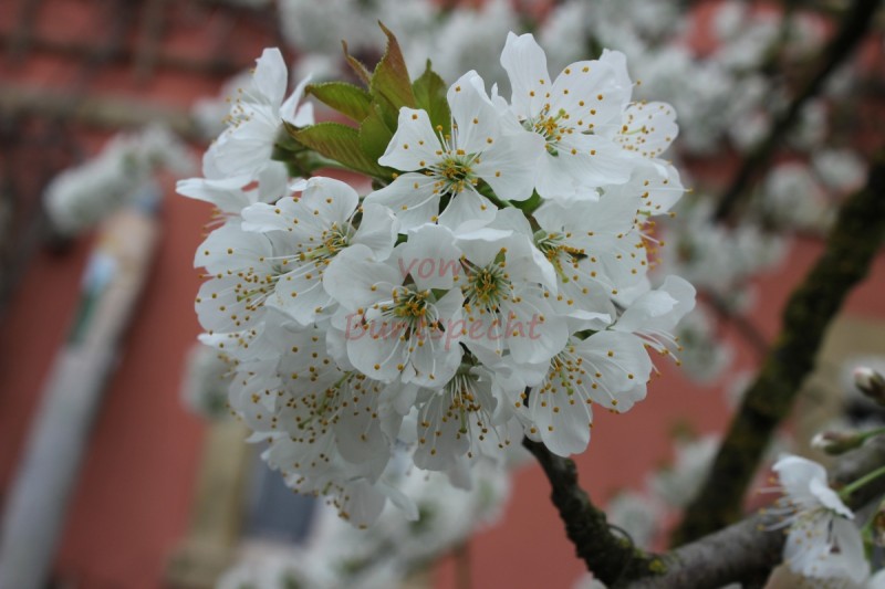 Bildla Nummära 007.jpg