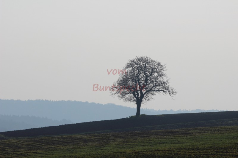 Bildla Nummära 003.jpg