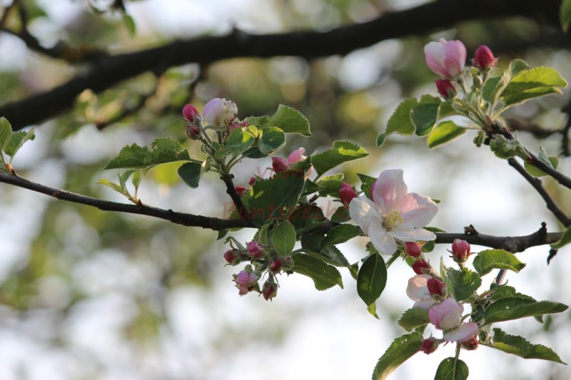 Bildla Nummära 004.jpg