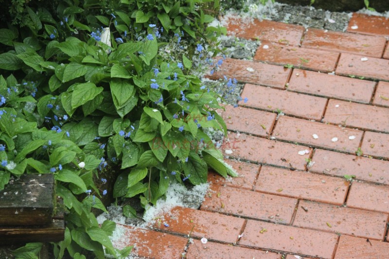 Bildla Nummära 006.jpg