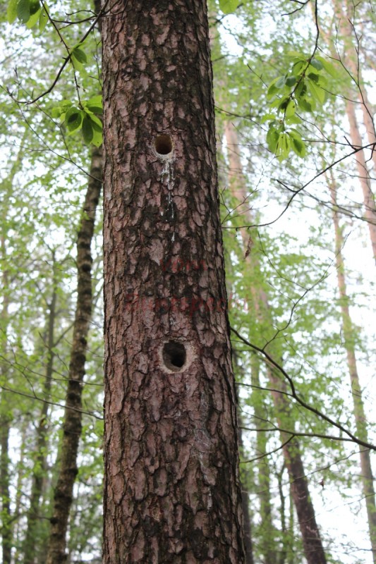 Bildla Nummära 005.jpg