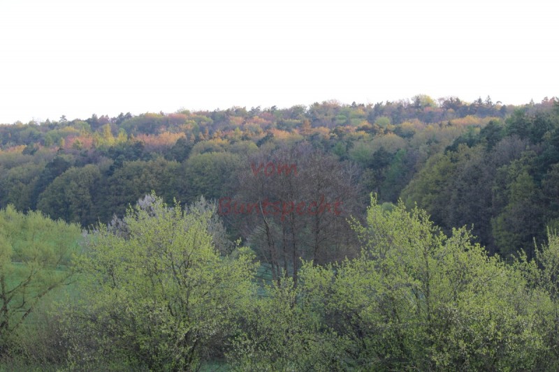 Bildla Nummära 018.jpg