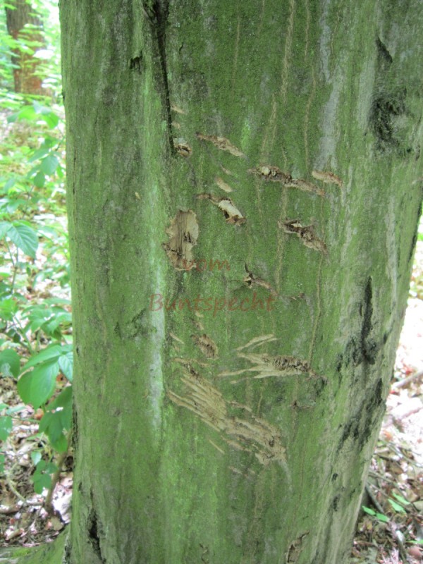 Bildla Nummära 001.jpg