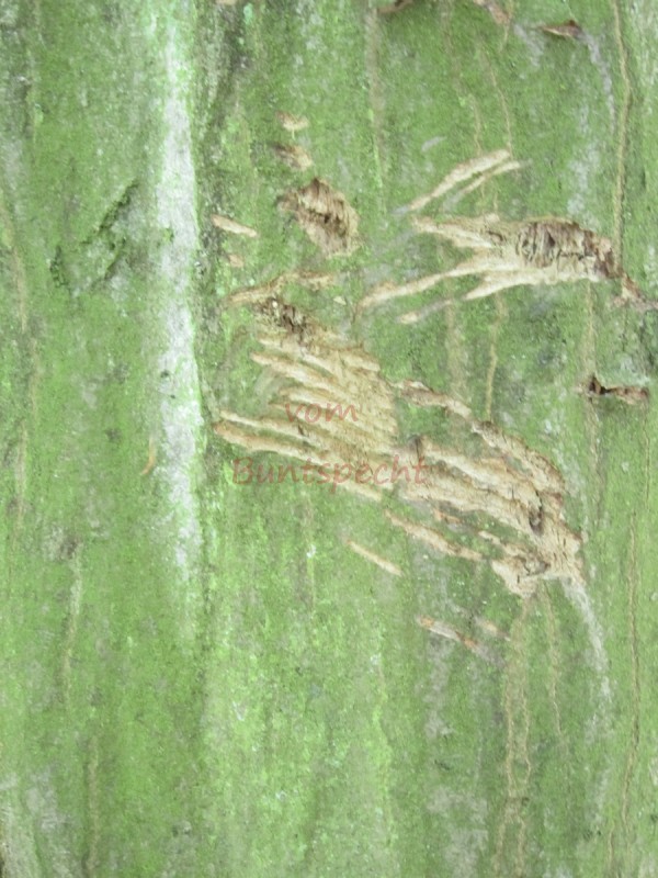 Bildla Nummära 002.jpg