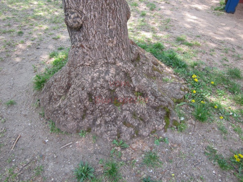 Bildla Nummära 003.jpg