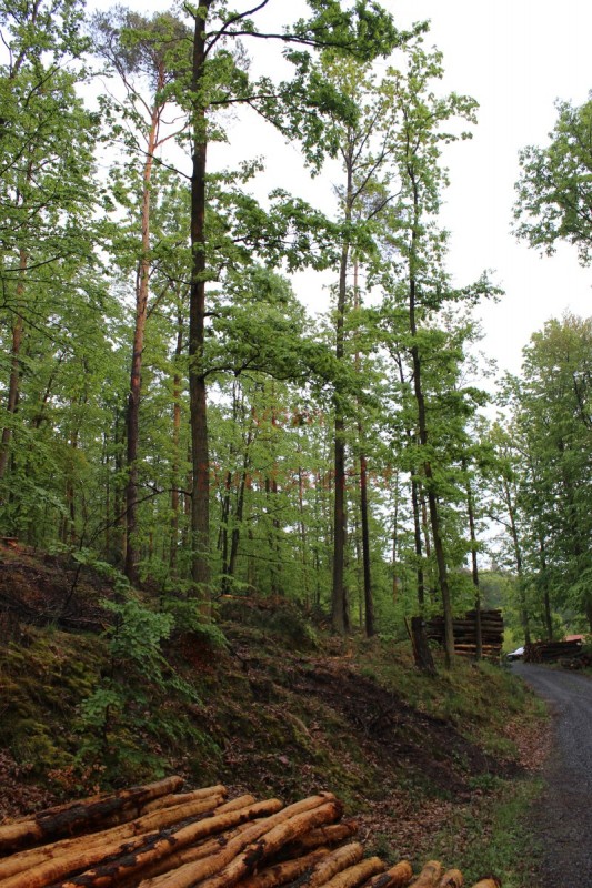 Bildla Nummära 001.jpg