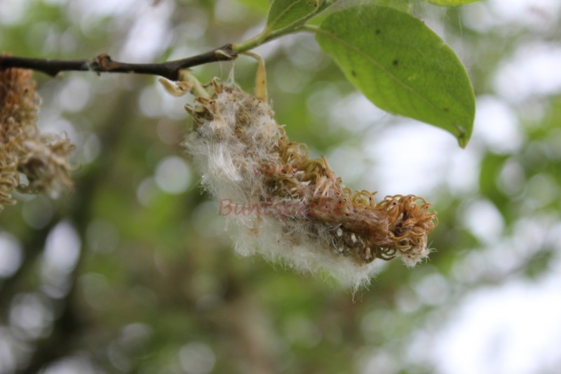 Bildla Nummära 002.jpg