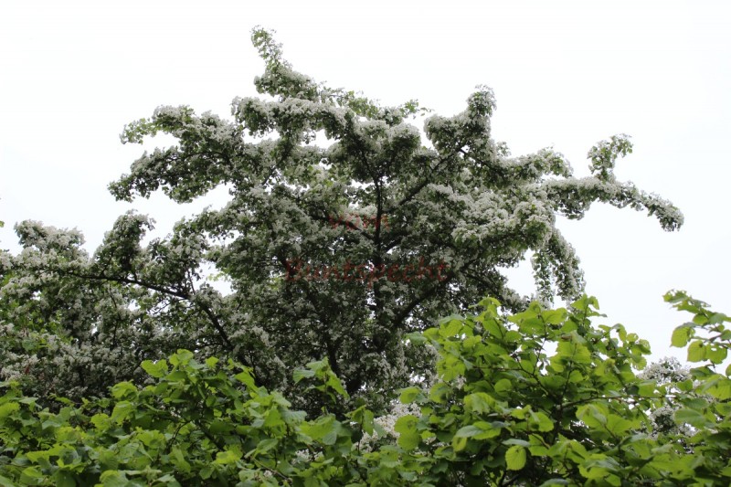 Bildla Nummära 007.jpg