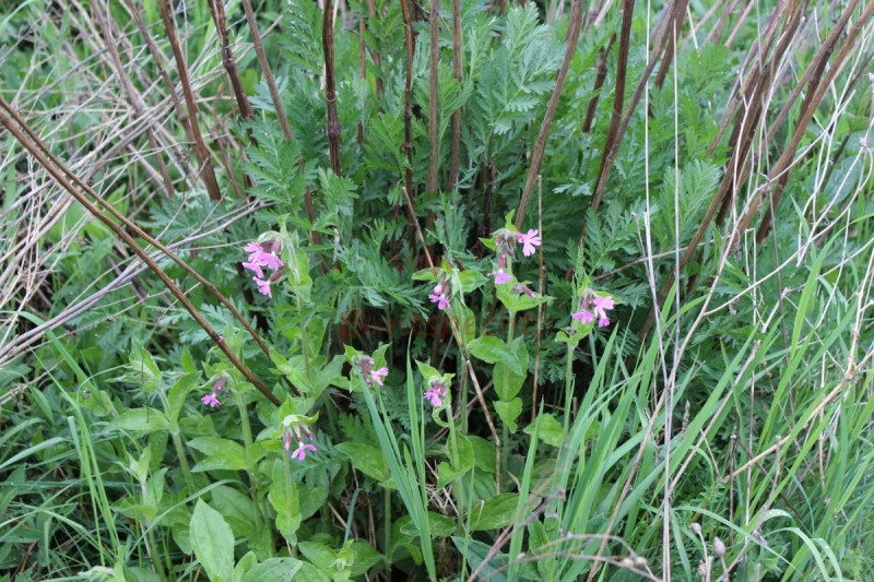 Bildla Nummära 008.jpg