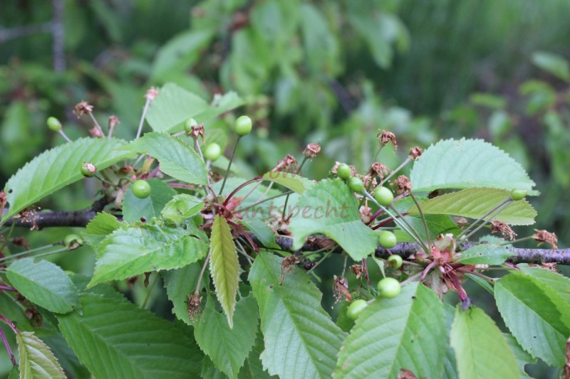 Bildla Nummära 010.jpg