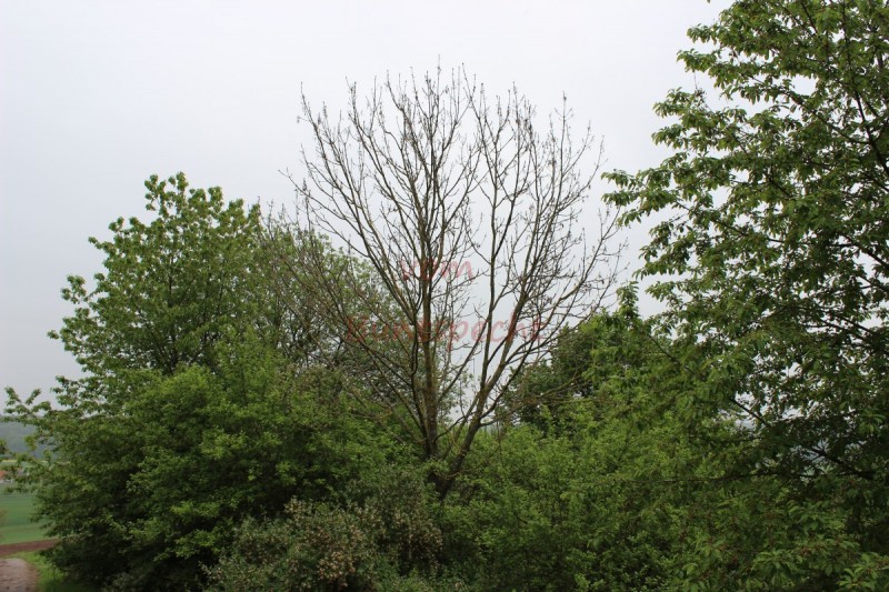 Bildla Nummära 011.jpg