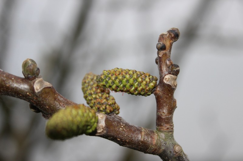 Bildla Nummära 013.jpg