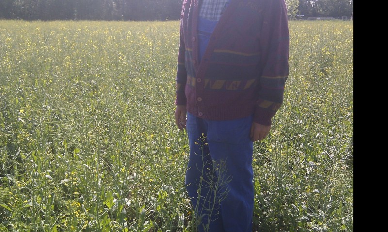 geschädigtes Raps 04.05.14.jpg