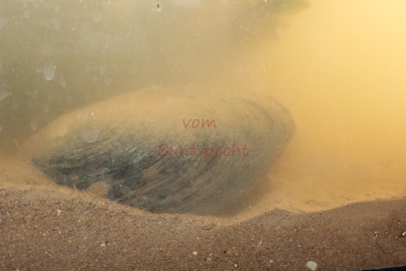 Bildla Nummära 001.jpg