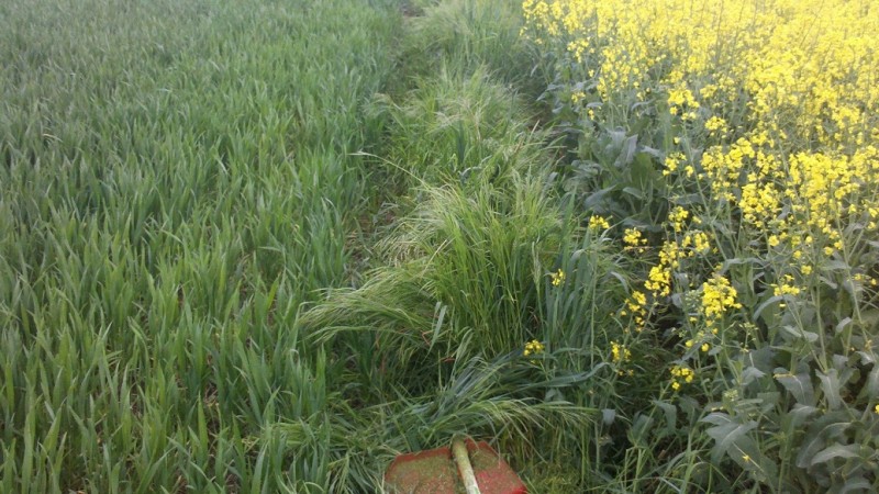 2014-05-09 Gemeine Trespe.jpg