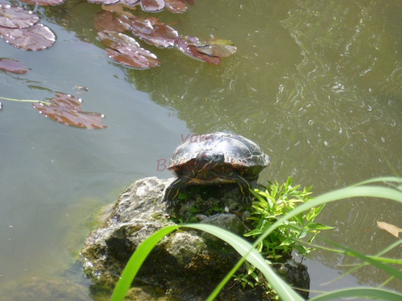 Bildla Nummära 002.jpg