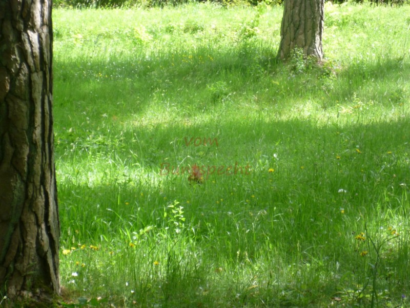 Bildla Nummära 004.jpg