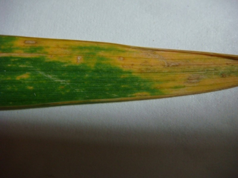 Nahaufnahme Blattspitze.JPG