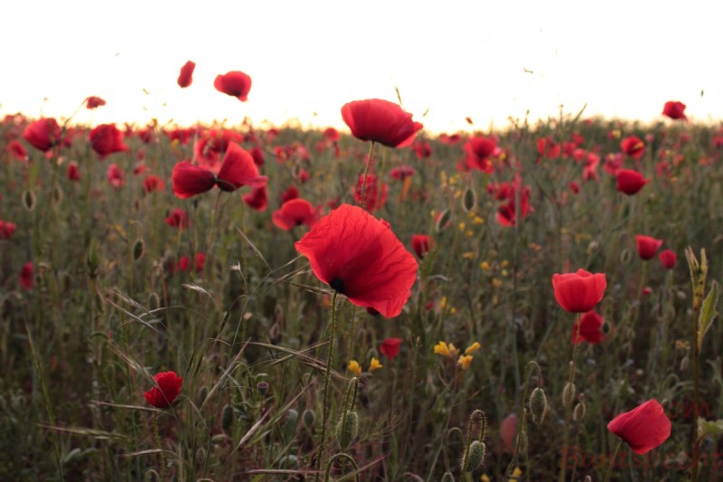 Bildla Nummära 002.jpg