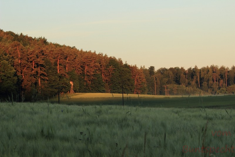 Bildla Nummära 016.jpg