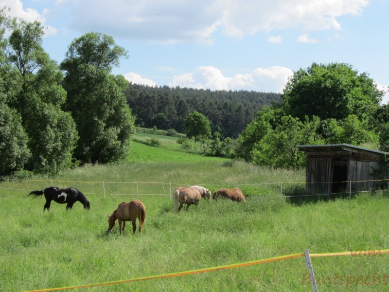 Bildla Nummära 005.jpg