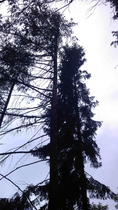 Lärche Käfer 001.jpg