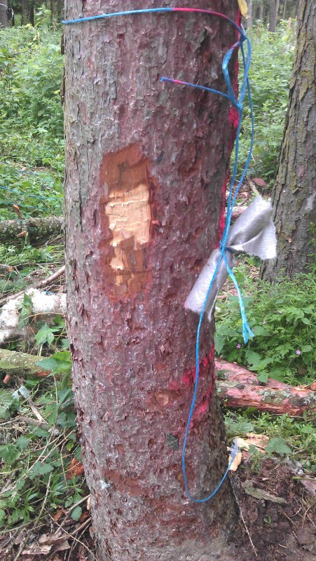 Lärche Käfer 002.jpg