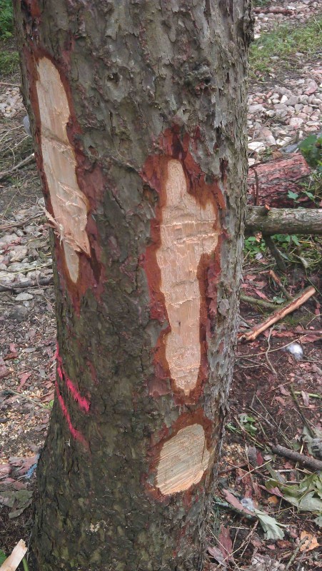 Lärche Käfer 005.jpg