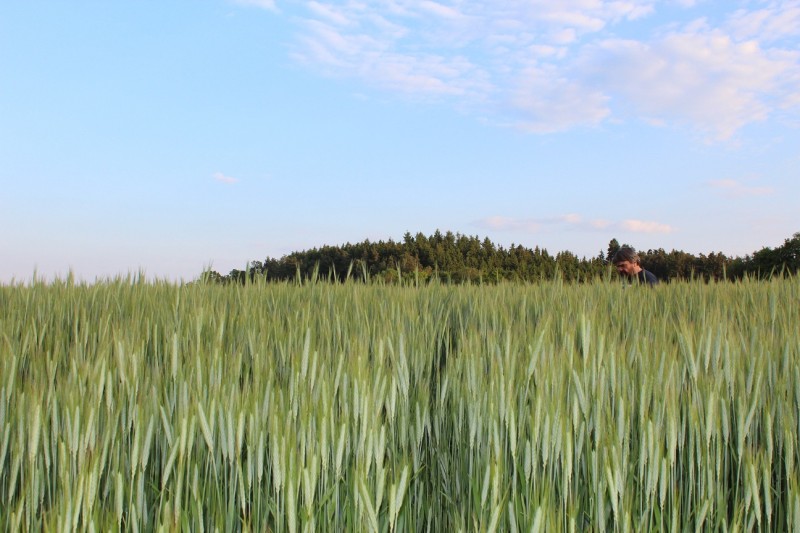 triticale.jpg