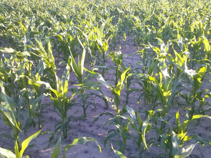 Mais (9).jpg