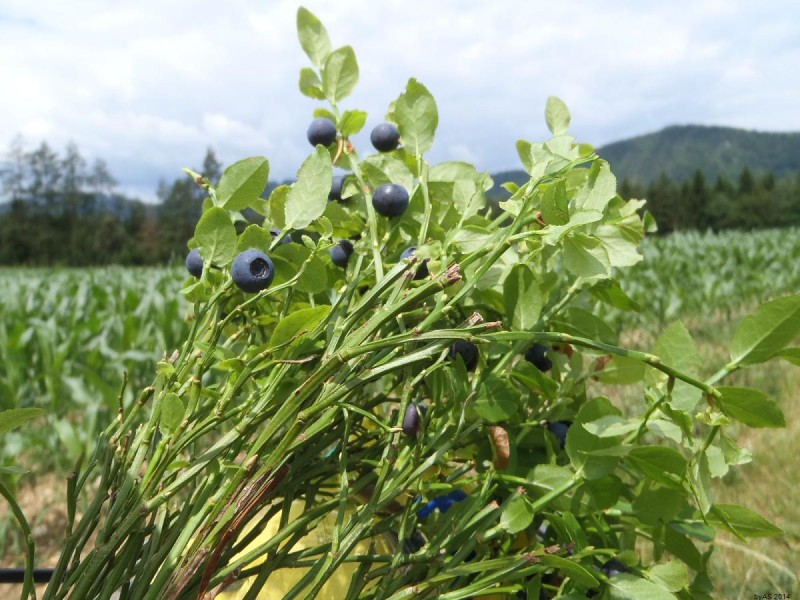 Blaubeeren_P6150235_75.JPG