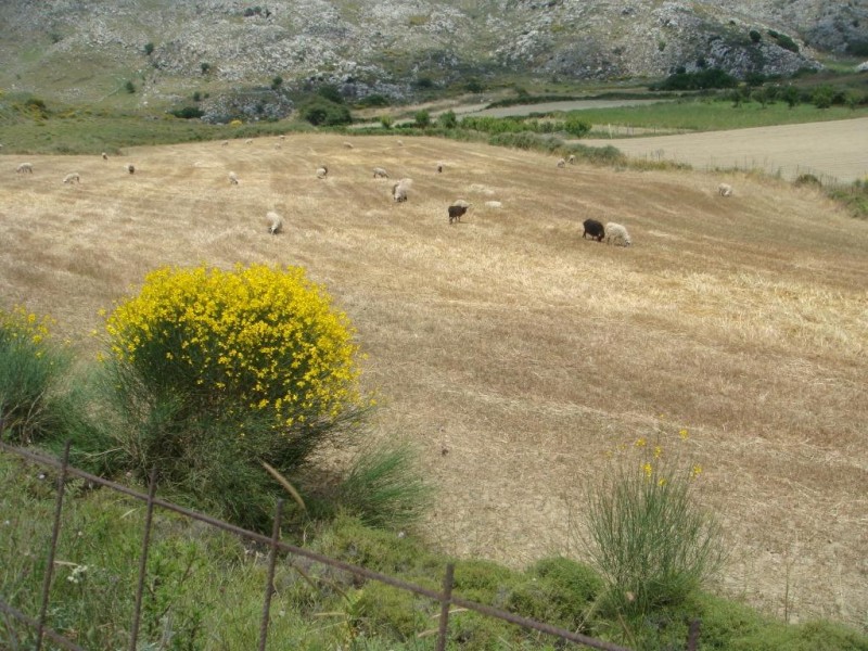 Kreta 2014 Schafe zur Nachlese nach der Ernte.JPG