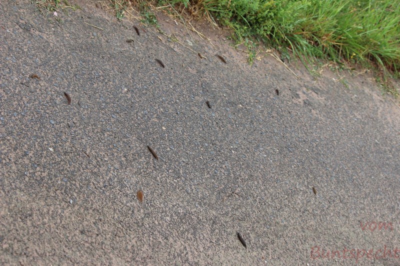 Bildla Nummära 007.jpg