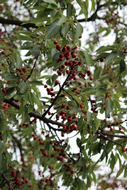 Bildla Nummära 009.jpg