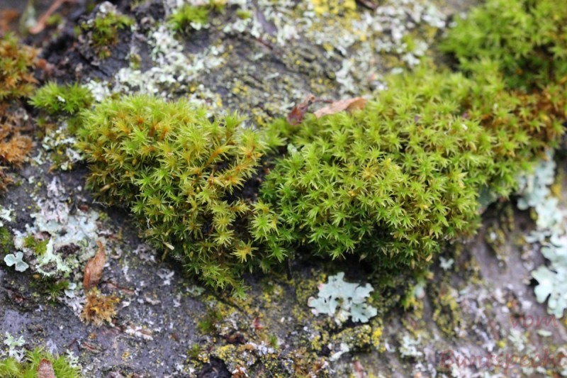 Bildla Nummära 010.jpg