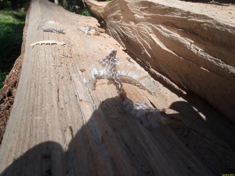 P8180341_Schlangenhaut_auf_Buchenholz_50.JPG