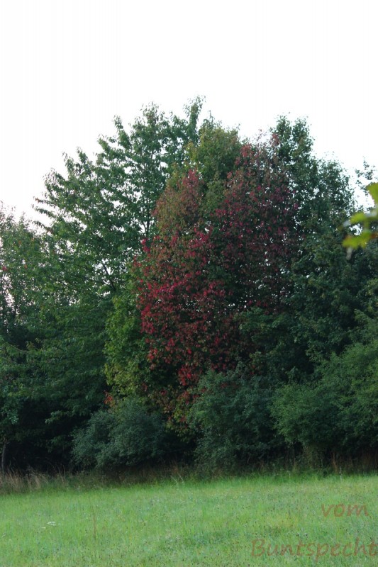 Bildla Nummära 005.jpg