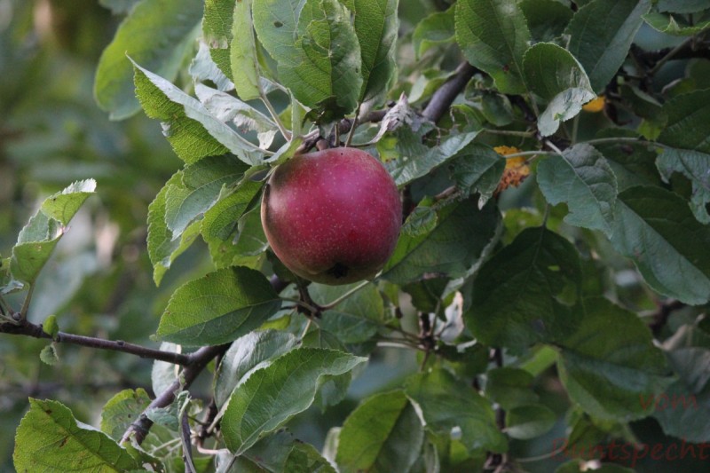 Bildla Nummära 007.jpg