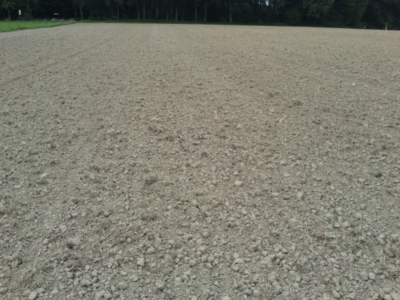 Raps Arabella 24.08.14.jpg