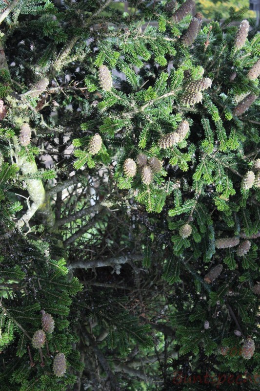 Bildla Nummära 002.jpg