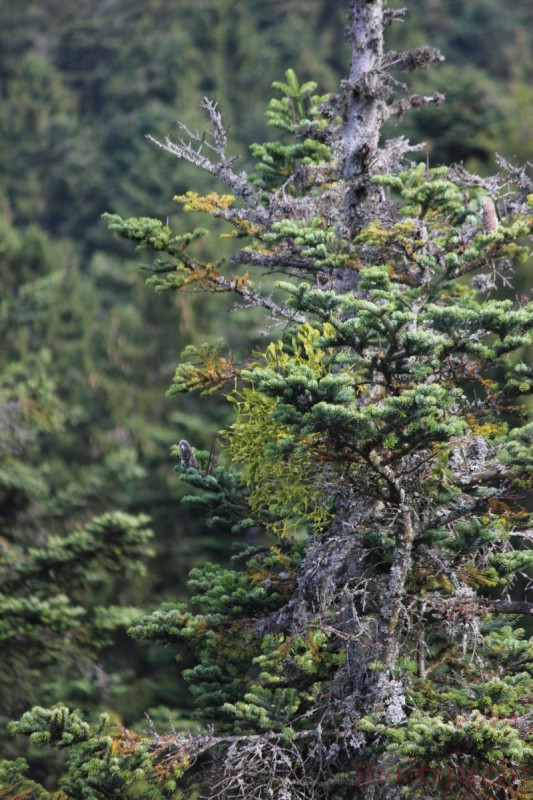 Bildla Nummära 005.jpg